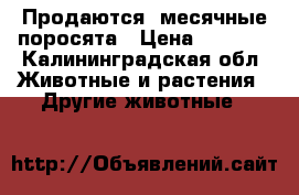 Продаются  месячные поросята › Цена ­ 4 000 - Калининградская обл. Животные и растения » Другие животные   